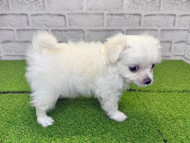 岡山県のハーフ犬・ミックス犬 (アミーゴ妹尾店/2026年6月3日生まれ/男の子/クリーム)の子犬の3枚目の画像