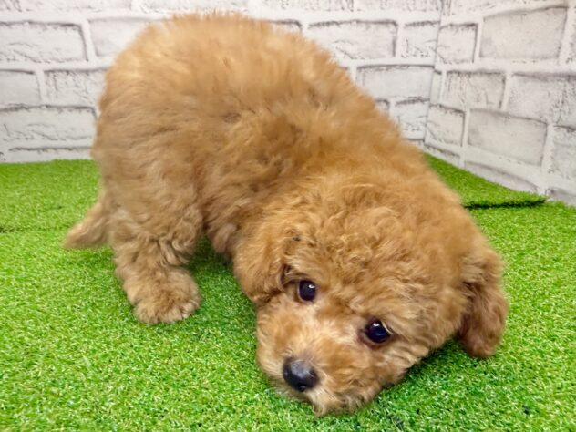 岡山県のトイプードル(トイ) (アミーゴ妹尾店/2026年5月29日生まれ/男の子/レッドフォーン)の子犬の2枚目の画像