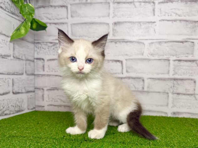 岡山県のラグドール (アミーゴ妹尾店/2026年5月21日生まれ/男の子/シールポイントバイカラー)の子猫の1枚目の画像