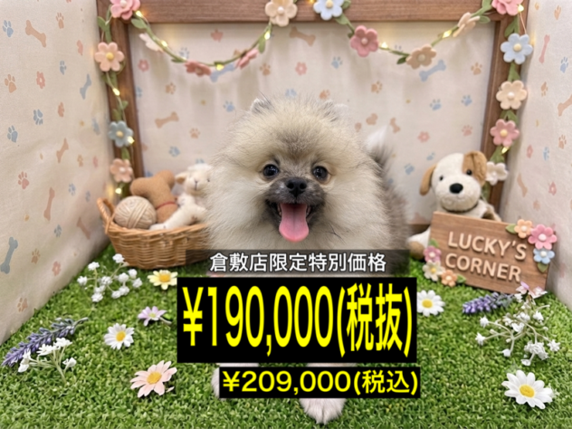 岡山県のポメラニアン (アミーゴ倉敷店/2026年3月3日生まれ/男の子/ウルフセーブル)の子犬