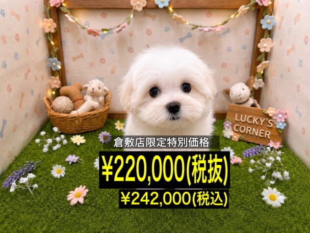 岡山県のマルチーズ (アミーゴ倉敷店/2026年5月4日生まれ/女の子/ホワイト)の子犬