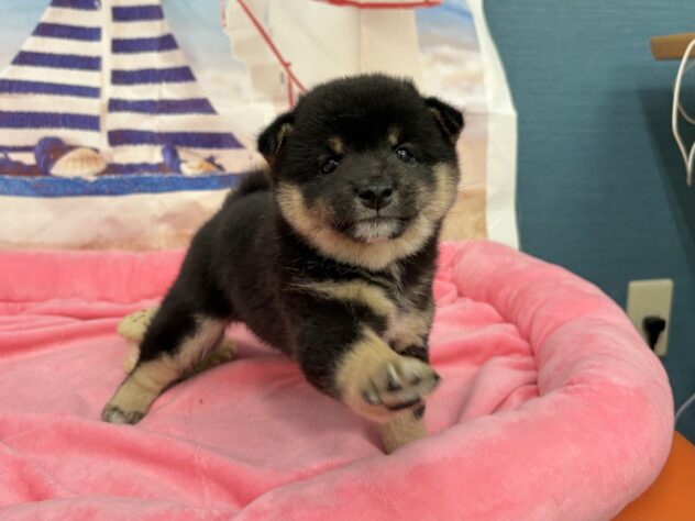 和歌山県の豆柴 (アミーゴ和歌山太田店/2026年5月11日生まれ/男の子/黒)の子犬の2枚目の画像
