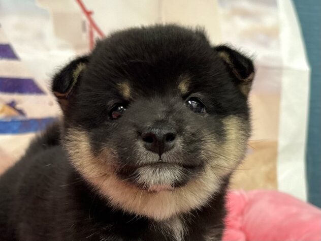 和歌山県の豆柴 (アミーゴ和歌山太田店/2026年5月11日生まれ/男の子/黒)の子犬の1枚目の画像