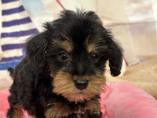 和歌山県のハーフ犬・ミックス犬 (アミーゴ和歌山太田店/2026年5月9日生まれ/男の子/ブラックタン)の子犬の1枚目の画像