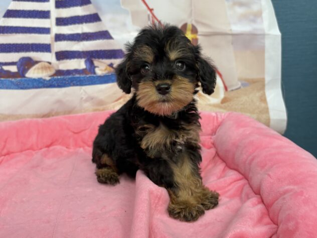 和歌山県のハーフ犬・ミックス犬 (アミーゴ和歌山太田店/2026年5月9日生まれ/男の子/ブラックタン)の子犬の2枚目の画像