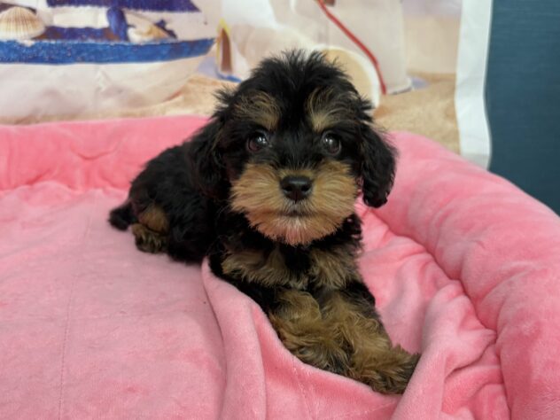 和歌山県のハーフ犬・ミックス犬 (アミーゴ和歌山太田店/2026年5月9日生まれ/男の子/ブラックタン)の子犬の3枚目の画像