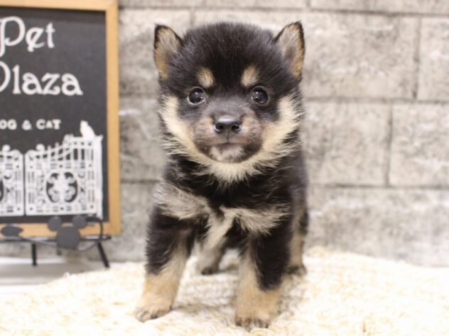 大阪府の豆柴 (ペット・プラザ アミーゴ箕面店/2026年5月23日生まれ/男の子/黒)の子犬の1枚目の画像