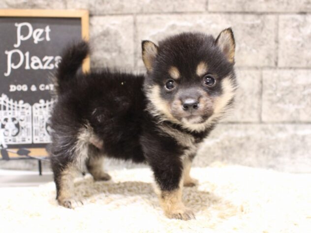 大阪府の豆柴 (ペット・プラザ アミーゴ箕面店/2026年5月23日生まれ/男の子/黒)の子犬の3枚目の画像