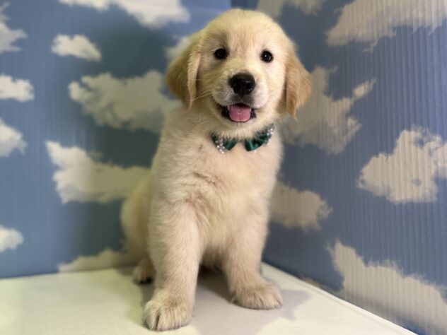 山形県のゴールデンレトリバー (アミーゴ山形北店/2026年5月3日生まれ/男の子/クリーム)の子犬の1枚目の画像