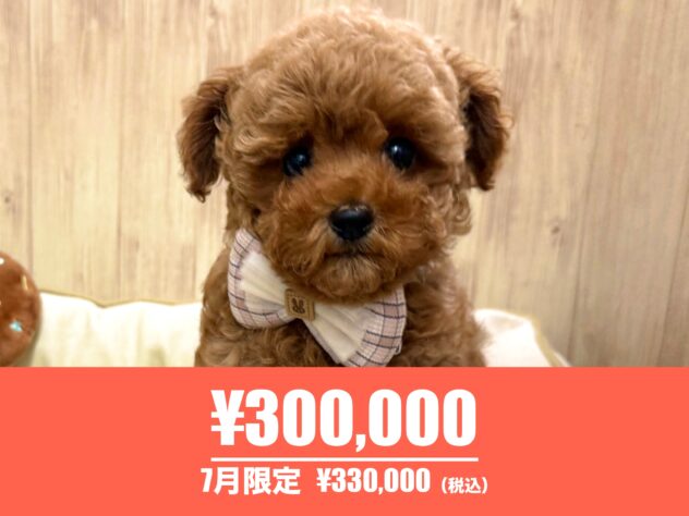 広島県のトイプードル(トイ) (アミーゴ東深津店/2026年3月30日生まれ/女の子/レッドフォーン)の子犬の1枚目の画像