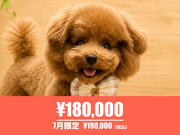 広島県のトイプードル(トイ) (アミーゴ東深津店/2025年12月18日生まれ/男の子/レッドフォーン)の子犬の1枚目の画像