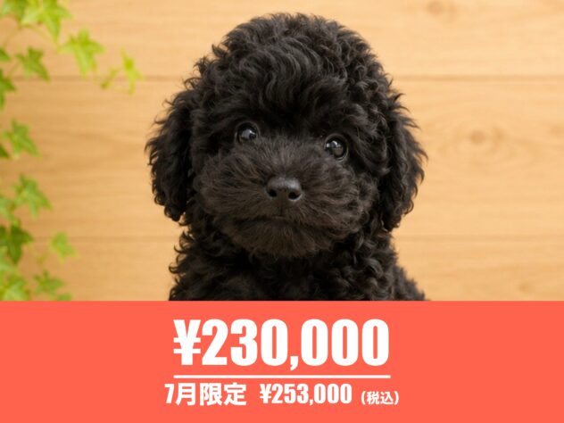 広島県のトイプードル(トイ) (アミーゴ東深津店/2026年5月18日生まれ/男の子/ブラック)の子犬の1枚目の画像