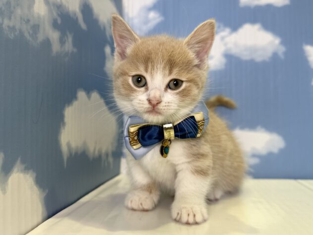 山形県のマンチカン (アミーゴ山形北店/2026年5月5日生まれ/男の子/クリームタビーホワイト)の子猫
