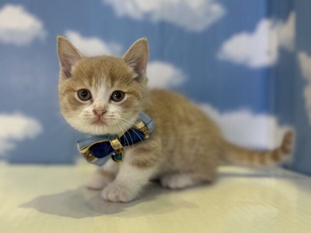 山形県のマンチカン (アミーゴ山形北店/2026年5月5日生まれ/男の子/クリームタビーホワイト)の子猫の2枚目の画像