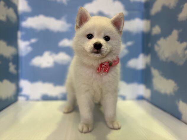 山形県のハーフ犬・ミックス犬 (アミーゴ山形北店/2026年5月16日生まれ/女の子/白)の子犬の1枚目の画像