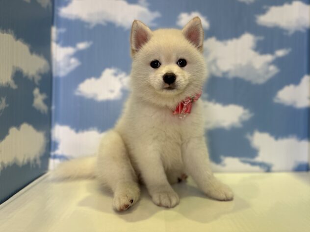 山形県のハーフ犬・ミックス犬 (アミーゴ山形北店/2026年5月16日生まれ/女の子/白)の子犬の3枚目の画像