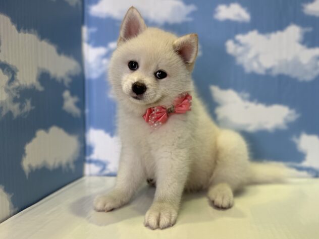 山形県のハーフ犬・ミックス犬 (アミーゴ山形北店/2026年5月16日生まれ/女の子/白)の子犬の2枚目の画像