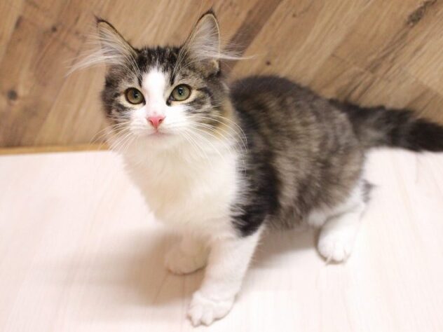 兵庫県のノルウェージャンフォレストキャット (ペット・プラザ アミーゴつかしん店/2026年5月15日生まれ/男の子/ブラウンタビーホワイト)の子猫の1枚目の画像