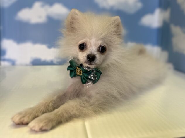 山形県のポメラニアン (アミーゴ山形北店/2026年4月21日生まれ/男の子/クリーム)の子犬の2枚目の画像