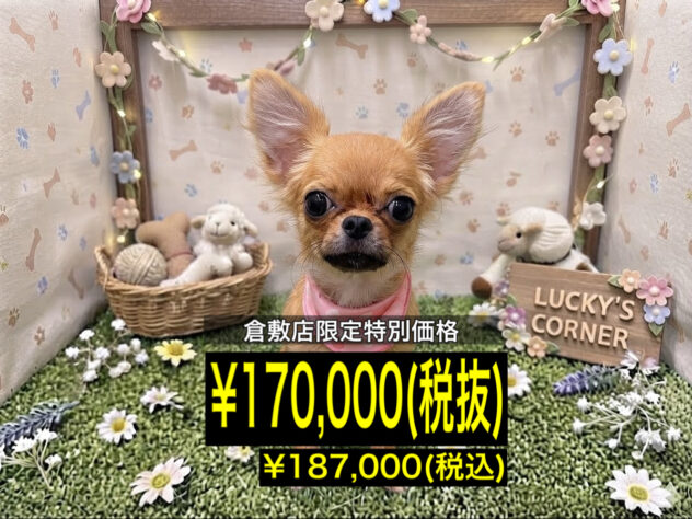 岡山県のチワワ(ロング) (アミーゴ倉敷店/2026年5月4日生まれ/女の子/フォーン)の子犬