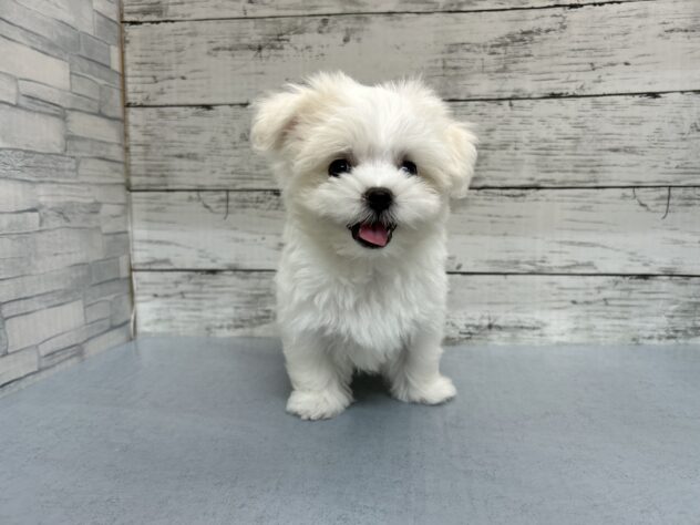 広島県のマルチーズ (アミーゴ多治米店/2026年5月8日生まれ/女の子/ホワイト)の子犬の2枚目の画像