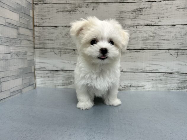 広島県のマルチーズ (アミーゴ多治米店/2026年5月8日生まれ/女の子/ホワイト)の子犬の1枚目の画像