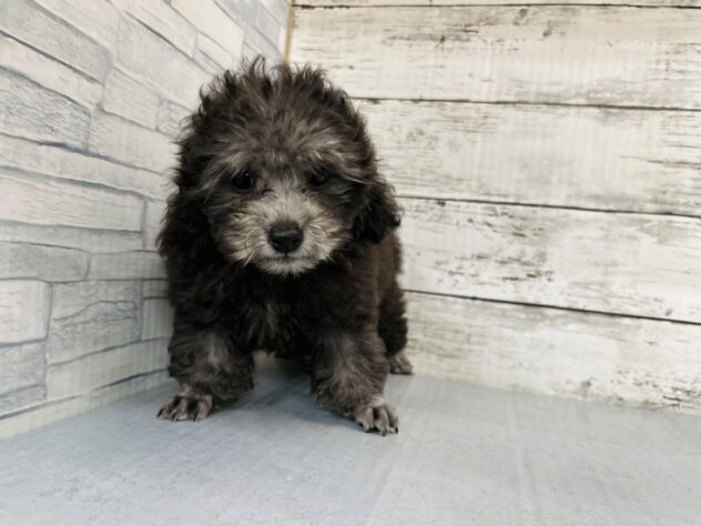 広島県のトイプードル(トイ) (アミーゴ多治米店/2026年4月26日生まれ/男の子/グレー)の子犬