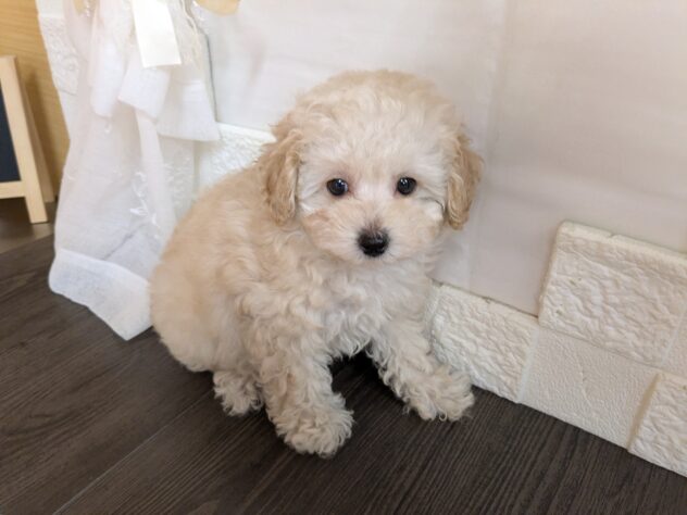 宮城県のハーフ犬・ミックス犬 (アミーゴ古川駅前店/2026年5月26日生まれ/男の子/クリーム)の子犬の1枚目の画像