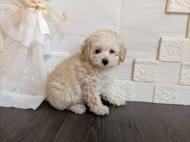 宮城県のハーフ犬・ミックス犬 (アミーゴ古川駅前店/2026年5月26日生まれ/男の子/クリーム)の子犬の2枚目の画像