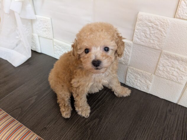宮城県のハーフ犬・ミックス犬 (アミーゴ古川駅前店/2026年5月26日生まれ/女の子/アプリコット)の子犬の1枚目の画像