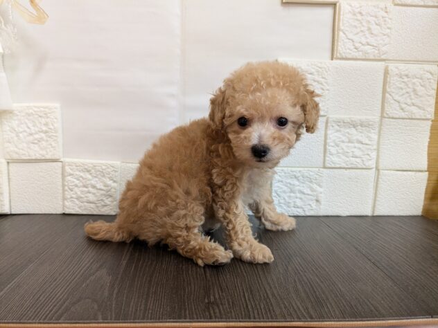 宮城県のハーフ犬・ミックス犬 (アミーゴ古川駅前店/2026年5月26日生まれ/女の子/アプリコット)の子犬の2枚目の画像