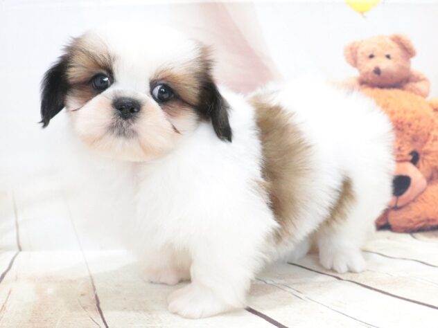 大阪府のシーズー (アミーゴ鳳店/2026年5月13日生まれ/男の子/ホワイトゴールド)の子犬の3枚目の画像