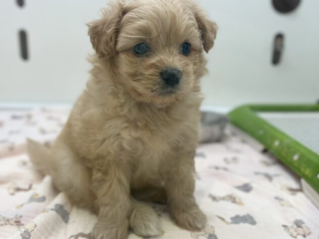 福島県のハーフ犬・ミックス犬 (アミーゴ須賀川店/2026年5月2日生まれ/女の子/オレンジ)の子犬