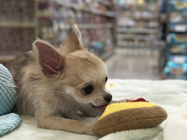 福島県のチワワ(ロング) (アミーゴ須賀川店/2026年2月20日生まれ/男の子/フォーン)の子犬の2枚目の画像
