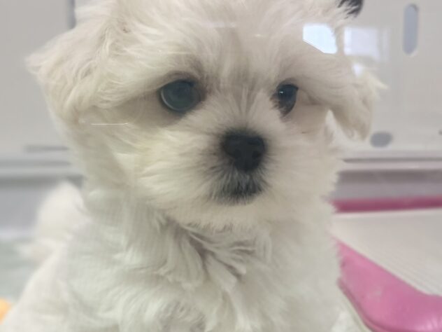福島県のハーフ犬・ミックス犬 (アミーゴ須賀川店/2026年5月9日生まれ/男の子/ホワイト)の子犬