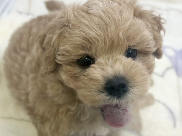 福島県のハーフ犬・ミックス犬 (アミーゴ須賀川店/2026年5月19日生まれ/男の子/アプリコット)の子犬