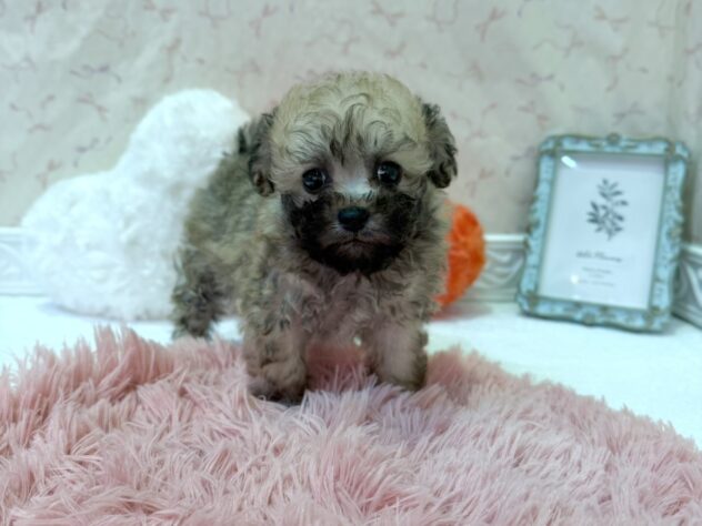 福島県のハーフ犬・ミックス犬 (アミーゴ本宮店/2026年5月10日生まれ/女の子/グレー)の子犬