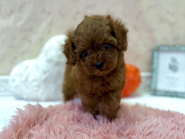 福島県のトイプードル(トイ) (アミーゴ本宮店/2026年5月9日生まれ/男の子/レッドフォーン)の子犬