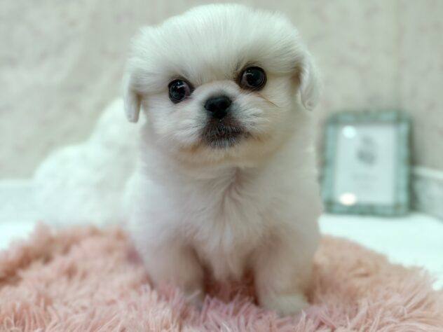 福島県のハーフ犬・ミックス犬 (アミーゴ本宮店/2026年5月9日生まれ/男の子/ホワイト)の子犬
