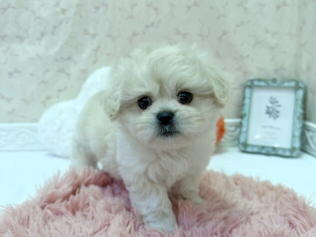 福島県のハーフ犬・ミックス犬 (アミーゴ本宮店/2026年5月9日生まれ/男の子/ホワイト)の子犬