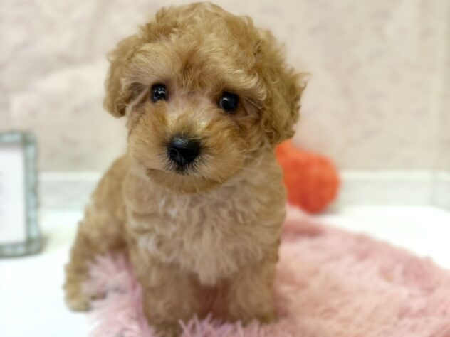 福島県のトイプードル(トイ) (アミーゴ本宮店/2026年5月19日生まれ/男の子/アプリコット)の子犬