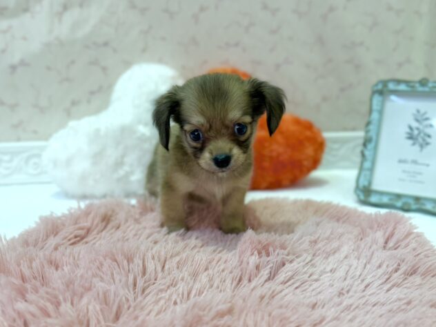 福島県のハーフ犬・ミックス犬 (アミーゴ本宮店/2026年5月14日生まれ/男の子/レッド)の子犬