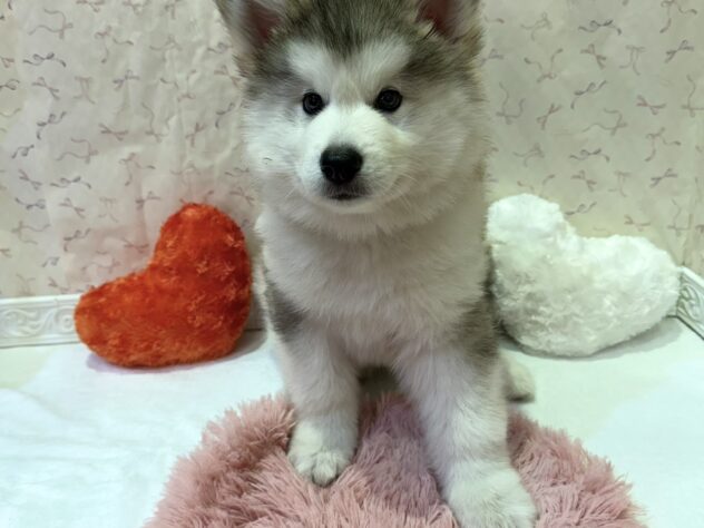福島県のハーフ犬・ミックス犬 (アミーゴ本宮店/2026年5月4日生まれ/男の子/シルバーホワイト)の子犬