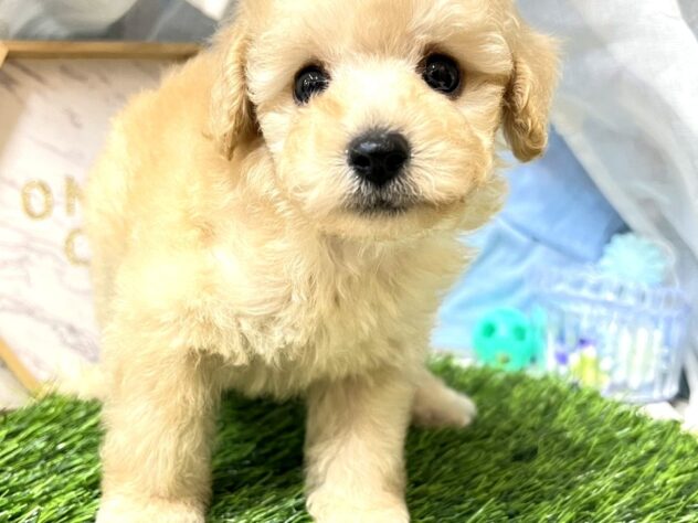高知県のトイプードル(トイ) (ワンキャラット アミーゴ高知店/2026年5月28日生まれ/男の子/ペールフォーン)の子犬の1枚目の画像