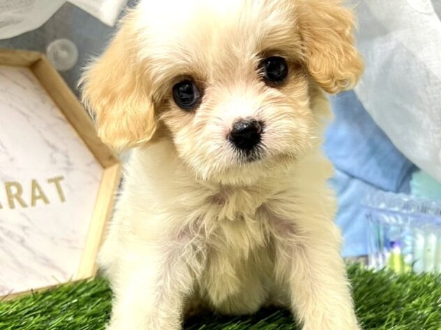 2026年5月26日生まれのハーフ犬・ミックス犬