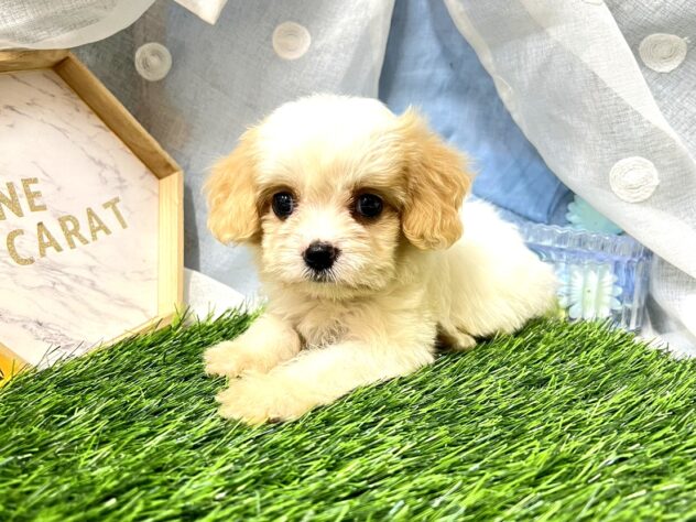 高知県のハーフ犬・ミックス犬 (ワンキャラット アミーゴ高知店/2026年5月26日生まれ/女の子/ホワイトクリーム)の子犬の2枚目の画像