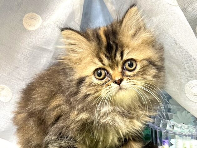 2026年5月29日生まれのハーフ猫・ミックス猫