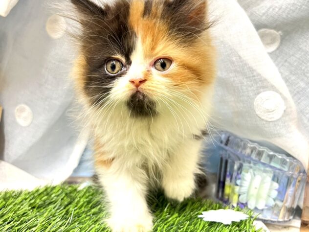 高知県のハーフ猫・ミックス猫 (ワンキャラット アミーゴ高知店/2026年5月29日生まれ/女の子/キャリコ)の子猫の1枚目の画像
