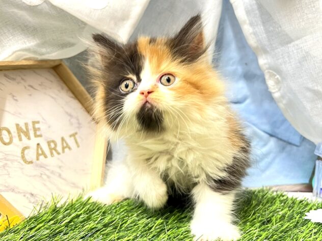 高知県のハーフ猫・ミックス猫 (ワンキャラット アミーゴ高知店/2026年5月29日生まれ/女の子/キャリコ)の子猫の2枚目の画像