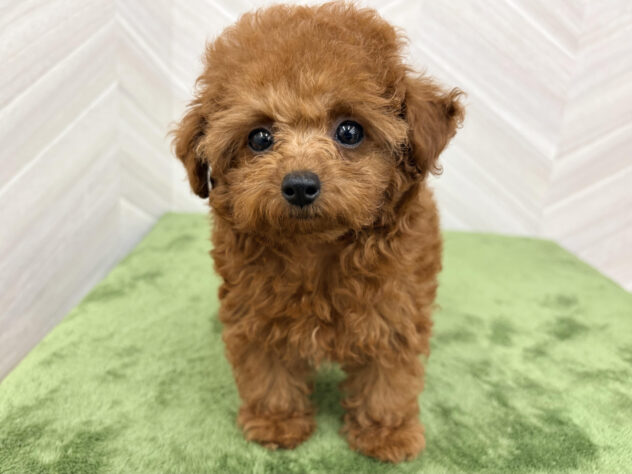 福島県のトイプードル(トイ) (アミーゴ郡山南店/2026年5月11日生まれ/女の子/レッド)の子犬